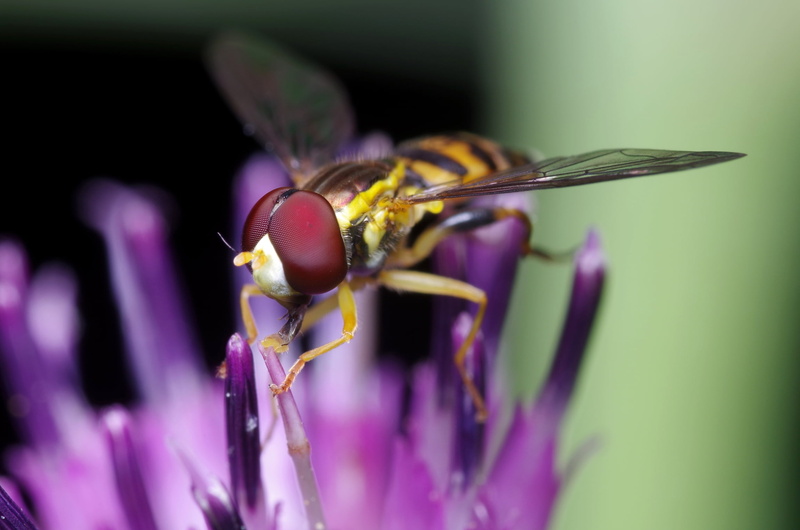 flower, fly, Tamron, depth of field, concours, la montagne, sur, insect, 90mm, de, Pentax  K-01, Montréal  Québec, shallow, animal, close-up, Di, diptera