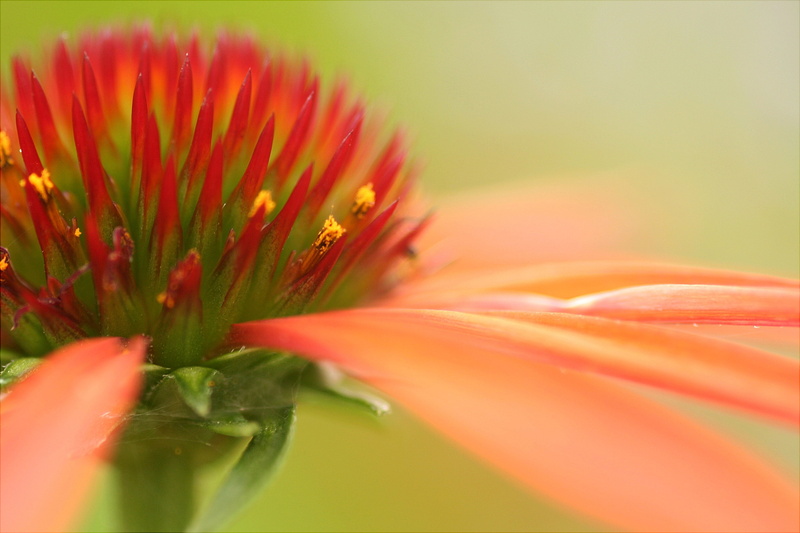 BRAVO, wings, Explore, petal, flower Head, excellence, 2K, echinacea, red, plant, green Color, closeup, f25, pink, QUALITY, summer, flower, beauty In Nature