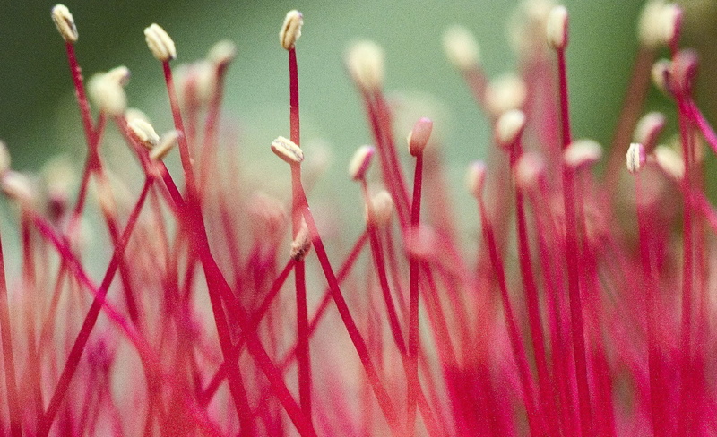 flower, I Am, green, red green, closeup, Bottlebrushes, plant, close-up, top, green plant, f25, nature, Macro, photo, red, red  stick, save, 1080P