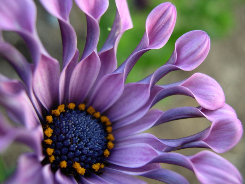 v10, 1080P, Osteospermum, flower Head, nature, f25, african daisy, f50, f150, wow, arboretum, 10f, plant, pink Color, petaled, petal, v5, beautiful, purple