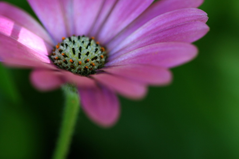 Sweetness and Light, summer, plant, single Flower, pink, bokeh, macro, close-up, nature, petal, pink  white, daytime, f25, in bloom, 1080P, Osteospermum