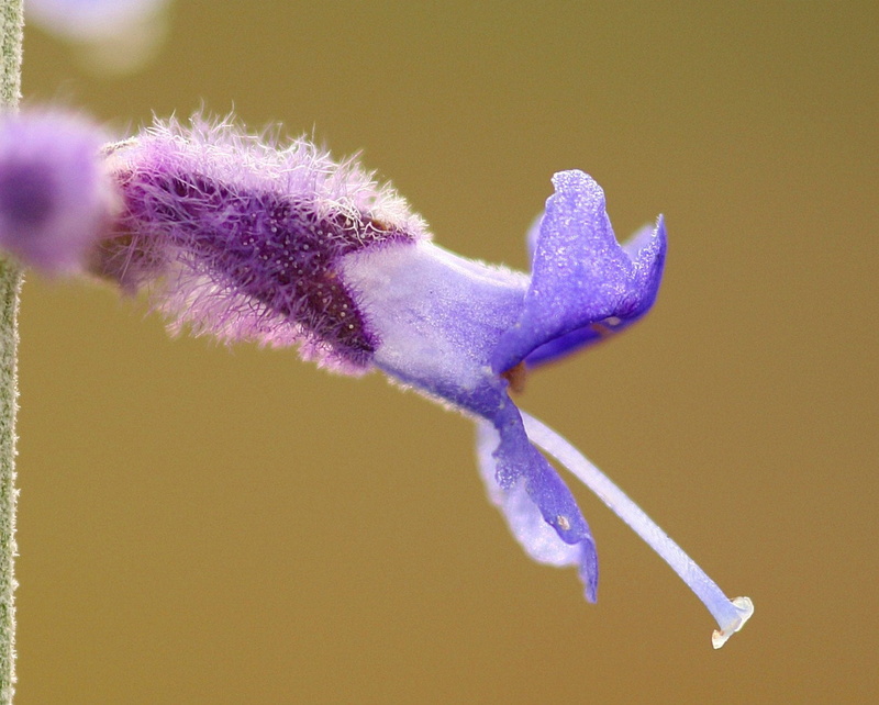 nature, garden, f25, close-up, BRAVO, photography, purple, flower, Perovskia, closeup photography, Explore, Salvia, Top, closeup, Russian Sage, Excellence