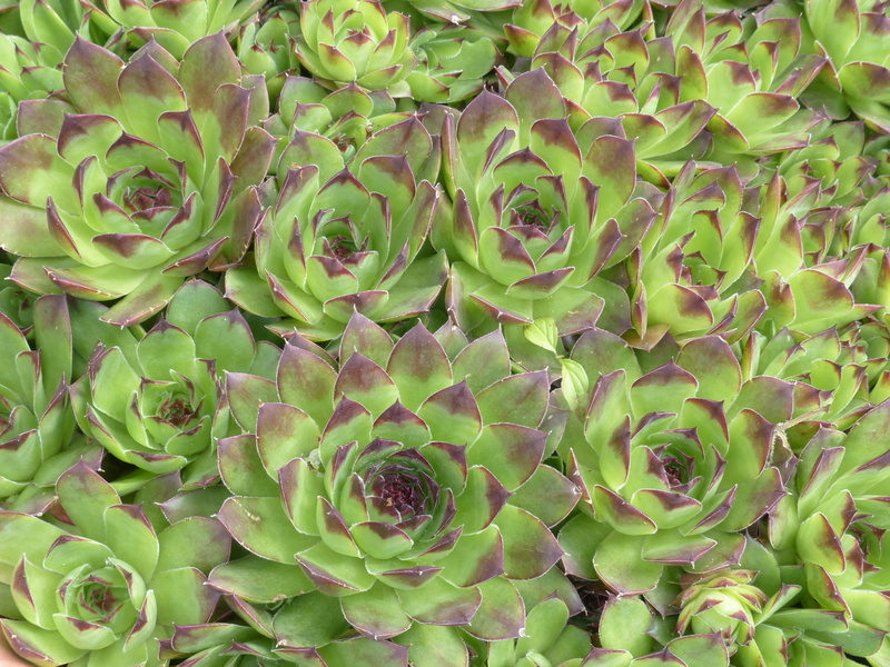 crassulaceae, nature, botany, succulent plant, food, donnerwurz, high angle view, real houseleek, 4K, reddish, food and drink, no people, leaf, Plant