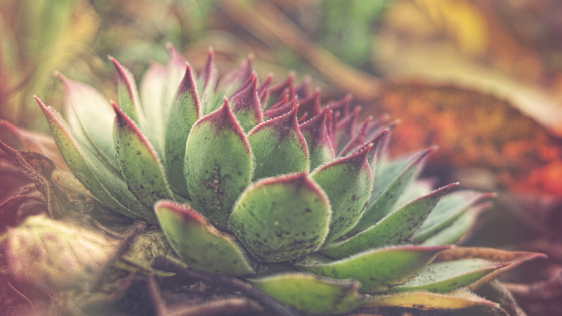 flower, blurry, sempervivum, close up, blurred, hens and chicks, plant, hen and chicks, 5K