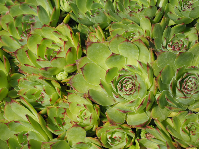 sempervivum tectorum, flower, thick sheet greenhouse, green color, ornamental plant, stone garden, backgrounds, nature, ground cover, succulent plant, mountain houseleek