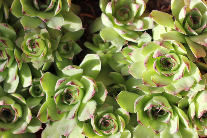 macro, succulent plant, leaf, beauty in nature, no people, garden, full frame, Sempervivum Tectorum, food and drink, high angle view, focus on foreground