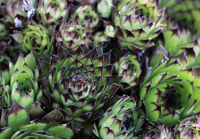 close-up, beauty in nature, spiky, no people, flower, growth, fragility, succulent plant, day, focus on foreground, grow, selective focus, leaves, full frame
