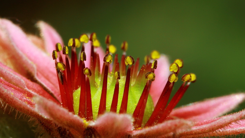close-up, red, flower, Wurz, macro, petal, Hauswurz, nature, Mystical, selective, makro, yellow, beauty In Nature, pollen, focus, 4K, Natur, Blossom, Berg