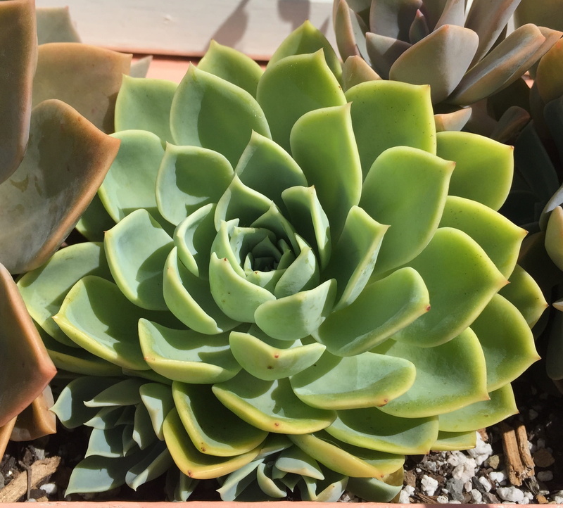 echeveria, green, 1080P, green Color, natural pattern, agave, sunlight, flower, botany, Desert, macro, high angle view, leaf, no people, growth, nature