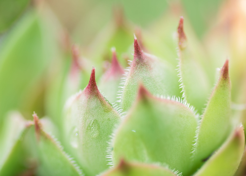 floral, sharp, fresh, botany, houseleek, liveforever, selective focus, leaves, flower, spiked, 4K, color, outdoors, freshness, tectorum, no people, close-up
