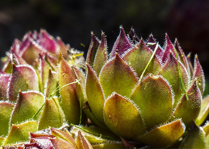 cactus, macro, thorn, selective focus, rosette, beauty in nature, spiky, spiked, ground hugging, flower, succulents, focus on foreground, fruit, green color