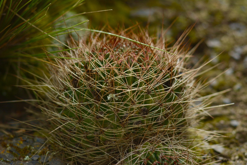 gardening, needle - plant part, high angle view, succulent plant, plant, plants, cactus, green, field, grass, outdoors, thorns, focus on foreground, selective focus