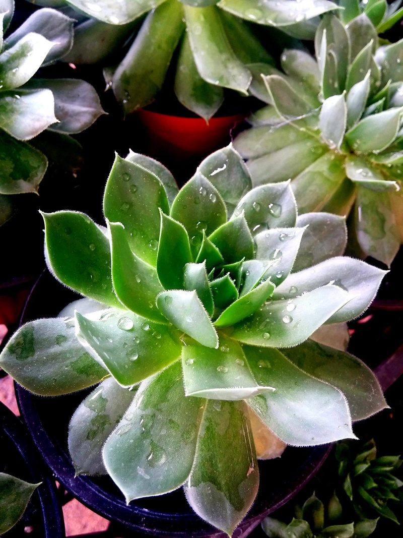 focus on foreground, botany, succulent, succulent plant, macro, fresh, drop, plant part, freshness, green, Succulent, water, Sempervivum, flowering plant