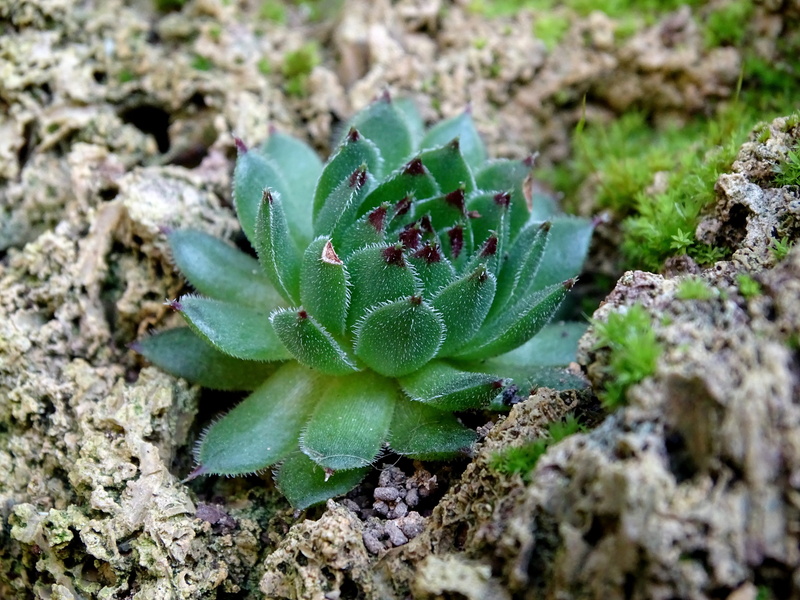 cactus, turmeric plant, plant, rock, ordinary house turmeric, sempervivum, dachwurz, green color, thick sheet greenhouse, real houseleek, land, plant part
