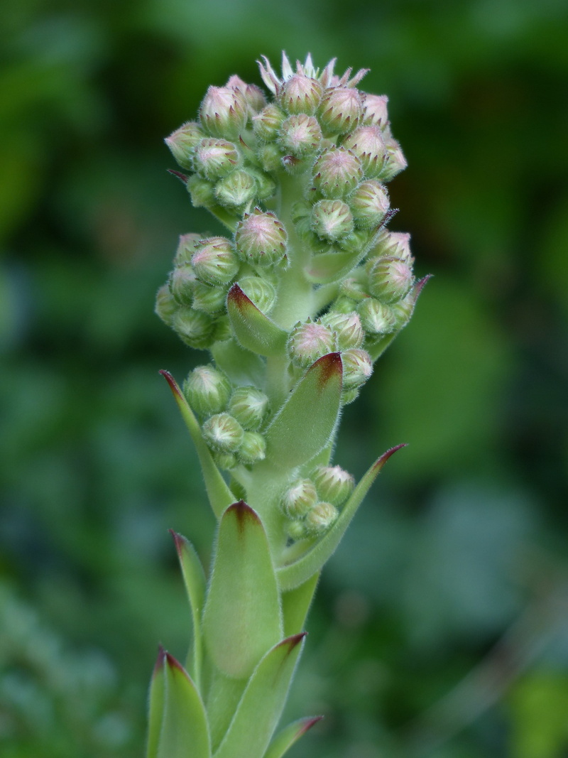 beginnings, succulent, flowering plant, focus on foreground, plant, sempervivum tectorum, green color, freshness, flower, inflorescence, bud, no people