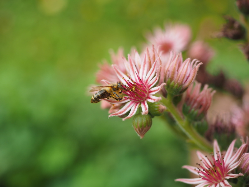 inflorescence, macro, stone crop, freshness, growth, green Color, animals in the wild, green, mountain houseleek, pollination, petal, one animal, fragility