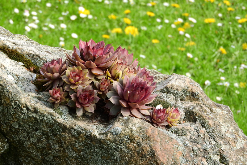 day, tlusticovité, netřesk, Sempervivum, no people, fragility, flower head, rock - object, petal, grass, red, beauty in nature, growth, nature, rock, flowering plant