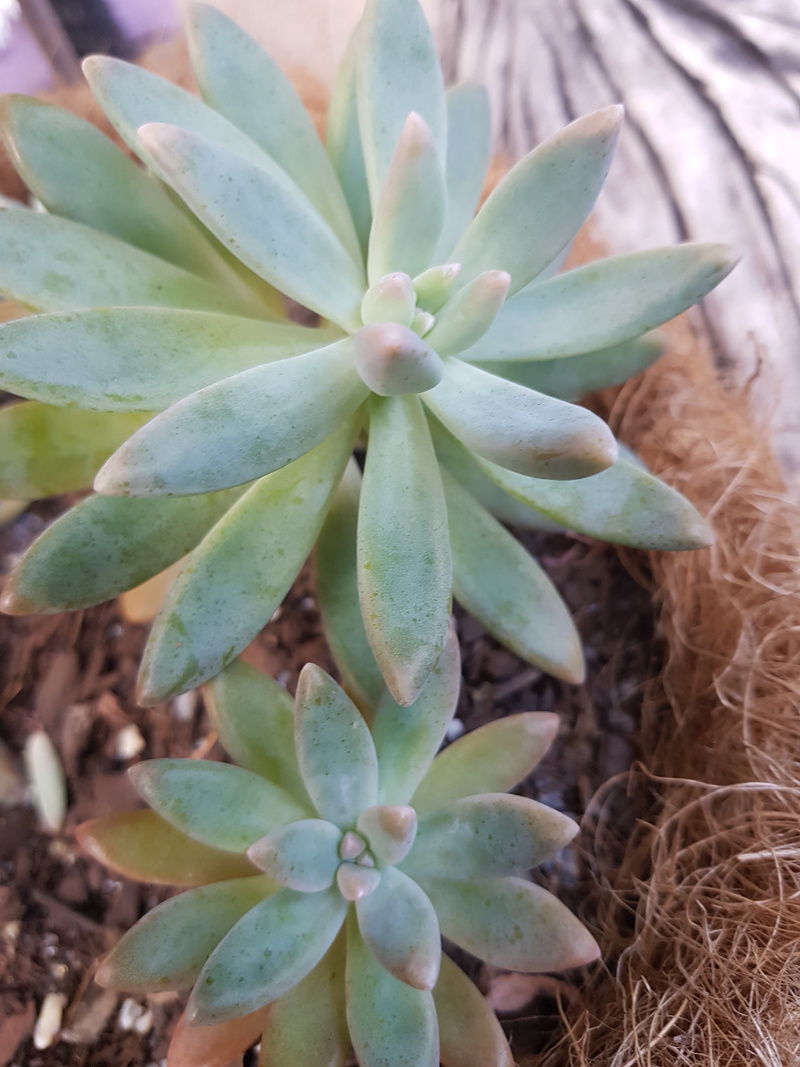 succulent plant, day, garden, flower, beauty in nature, leaves, focus on foreground, gardening, close-up, plant part, green, plant, pot, 4K, leaf, succulents
