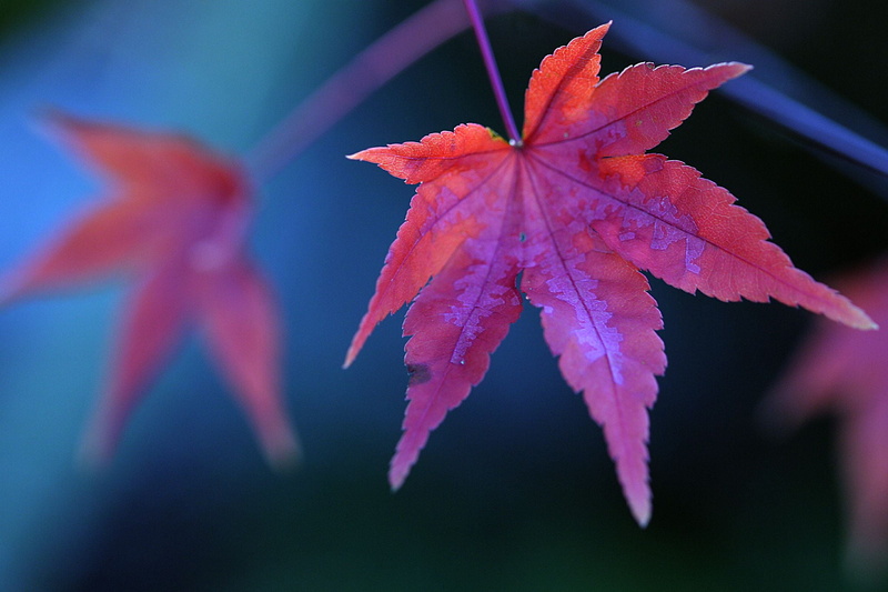 lexington  kentucky, arboretum, Invitation, red  fall, selective, brown, focus, beautiful, wow, autumn, 1080P, maple, top, bokeh, f25, leaf, selective focus