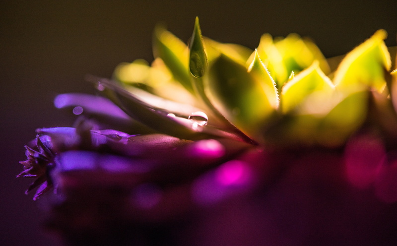 Colorful, petal, 5K, pollen, Plant, nature, Decoration, freshness, inflorescence, studio shot, Green, sempervivums, close-up, Purple, selective focus