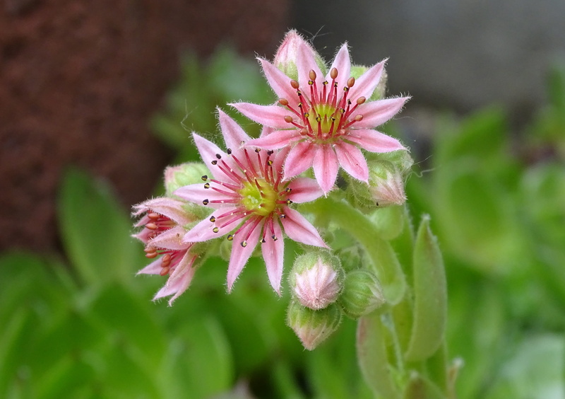 fragility, outdoors, green color, succulent, flowering plant, springtime, nature, selective focus, dachwurz, rosette, growth, plant, no people, drought