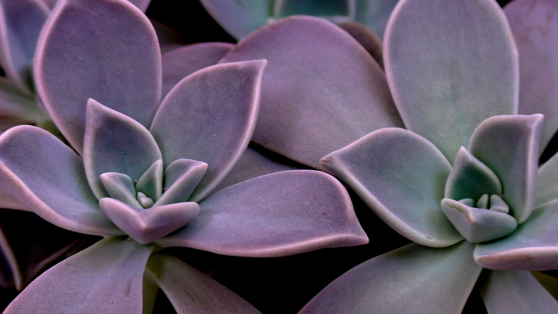 outdoors, nature, pink color, fragility, day, sempervivum, pollen, flower, 4K, freshness, siblings, petal, focus on foreground, garden, cacti, plant, houseleek
