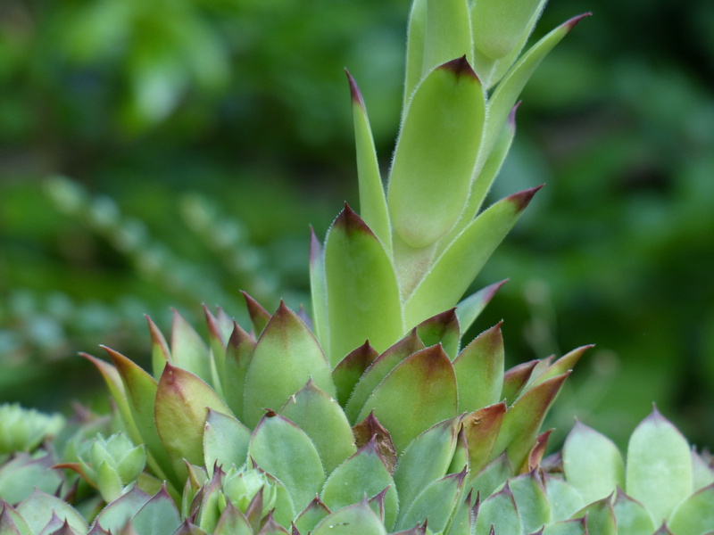 selective focus, thorn, stalk, sharp, green color, leaves, reddish, roof houseleek, flower shoots, leaf, succulent, real houseleek, thick sheet greenhouse