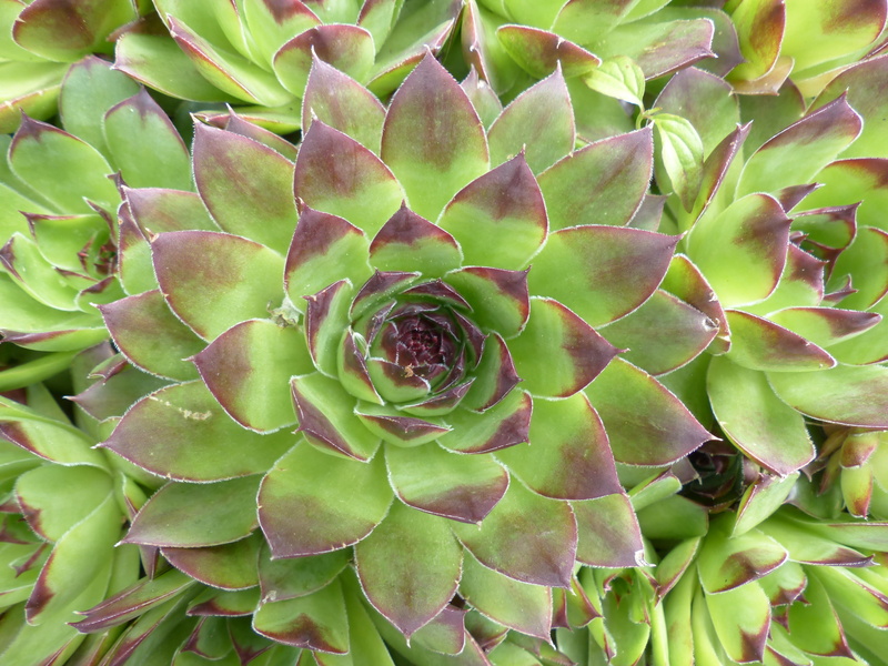 backgrounds, plant, thick sheet greenhouse, sempervivum tectorum, real houseleek, roof houseleek, Plant, flowering plant, succulent Plant, day, growth
