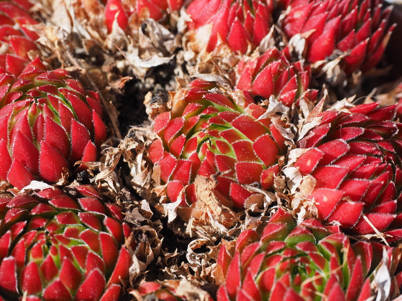 dachwurz, alpine houseleek, nature, fruit, close-up, berry fruit, full frame, zannalee, sempervivum, red, real houseleek, pointed, pointy red, food, selective focus