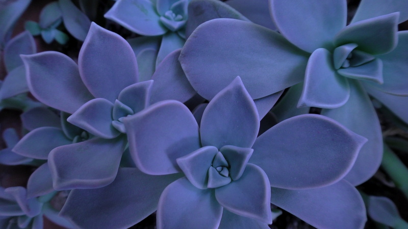 beauty in nature, petal, houseleek, flora, inflorescence, full frame, bunch of flowers, blue, botanical, succulent, plant, purple, vulnerability, cacti