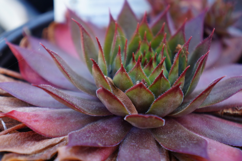 close-up, nature, summer, plant, flower head, succulent, vulnerability, spiky, no people, cactus, flower, day, sempervivum, succulent plant, botany, fragility
