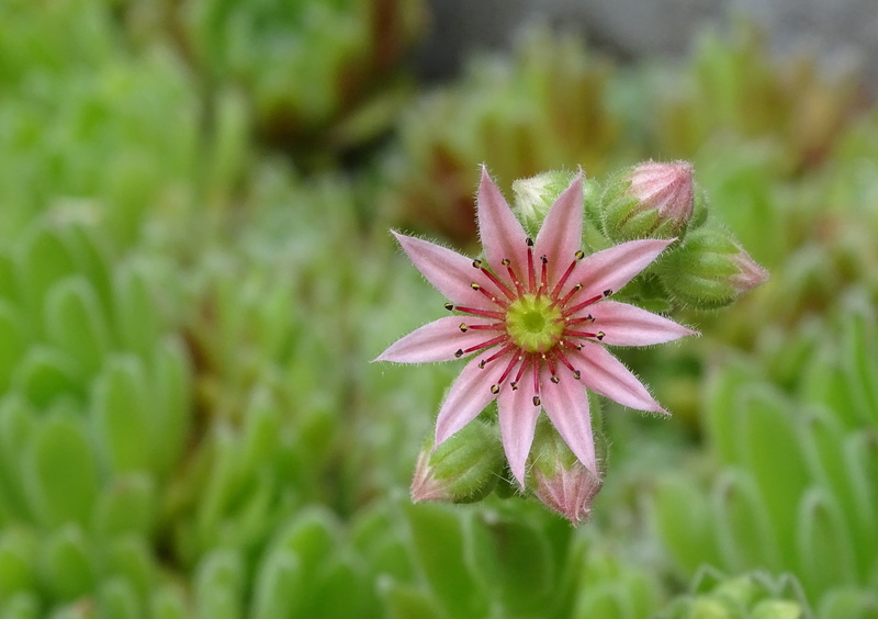 close-up, growth, flowering plant, petal, houseleek, beauty in nature, green color, nature, pink color, dachwurz, stone garden, selective focus, purple