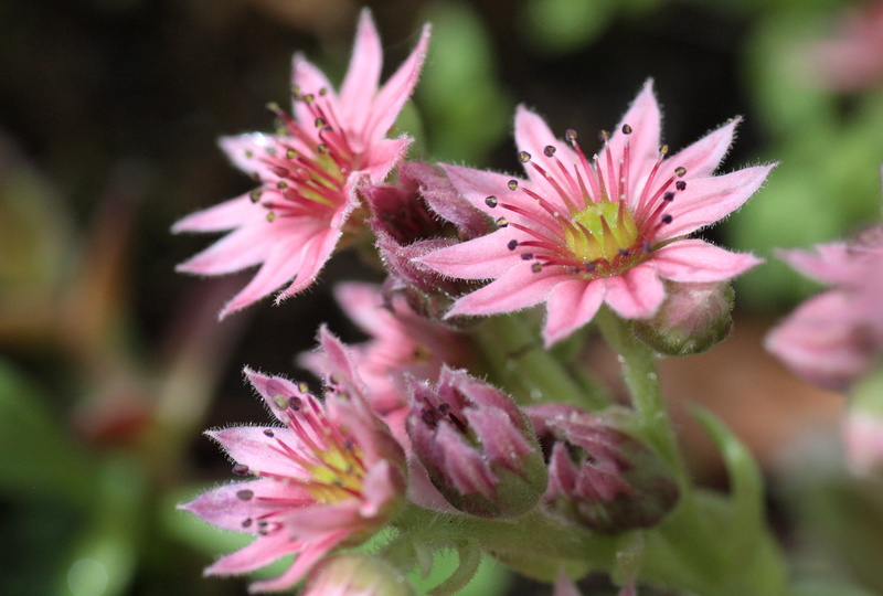 flower, petal, pink, fragility, houseleek, plant, pink color, beauty in nature, nature, no people, focus on foreground, selective focus, outdoors, growth