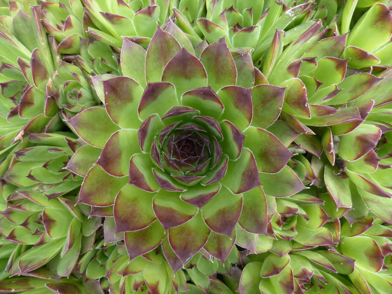 fragility, nature, succulent, flower, plant part, Leaves, pointed, vulnerability, ordinary house turmeric, thick sheet greenhouse, leaf, sempervivum tectorum