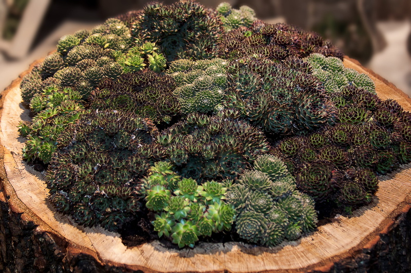 no people, outdoors, botany, sedum arachnoideum, potted plant, nature, reddish, beauty in nature, small rosett, spider web houseleek, plants, photo, engine