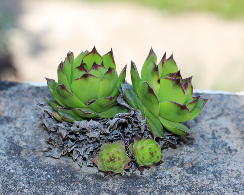 day, cactus, botanical, succulent plant, botany, chicks and hens, leaf, no people, solid, rock, growth, green color, sempervivum, outdoors, nature, beauty in nature