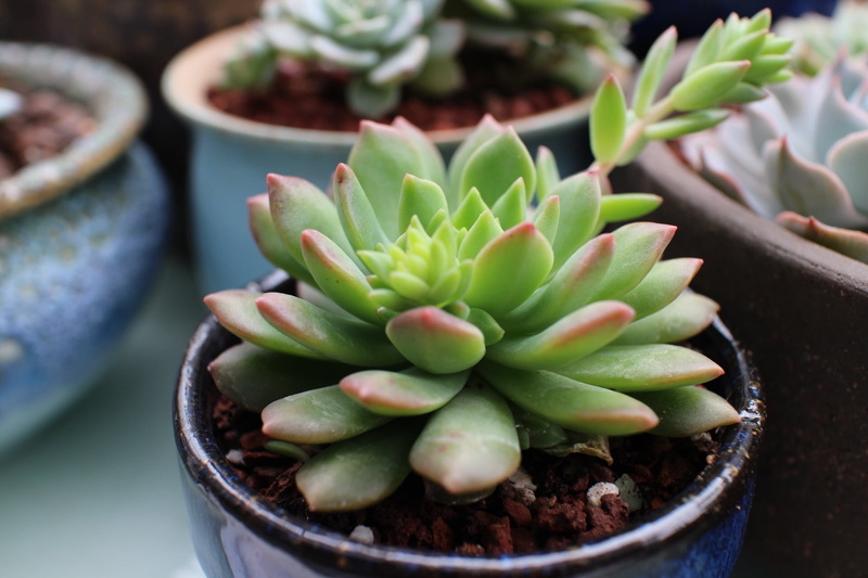 cactus, marcus, nature, close-up, flower Pot, botany, the fleshy, focus on foreground, no people, houseplant, desert, freshness, green Color, flowers and plants