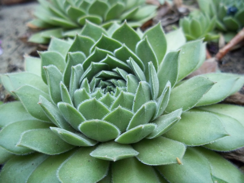 green Color, thorn, beauty in nature, flowering plant, plant, flowers, flower garden, succulent Plant, beautiful flower, leaf, krupnyj plan, sempervivum