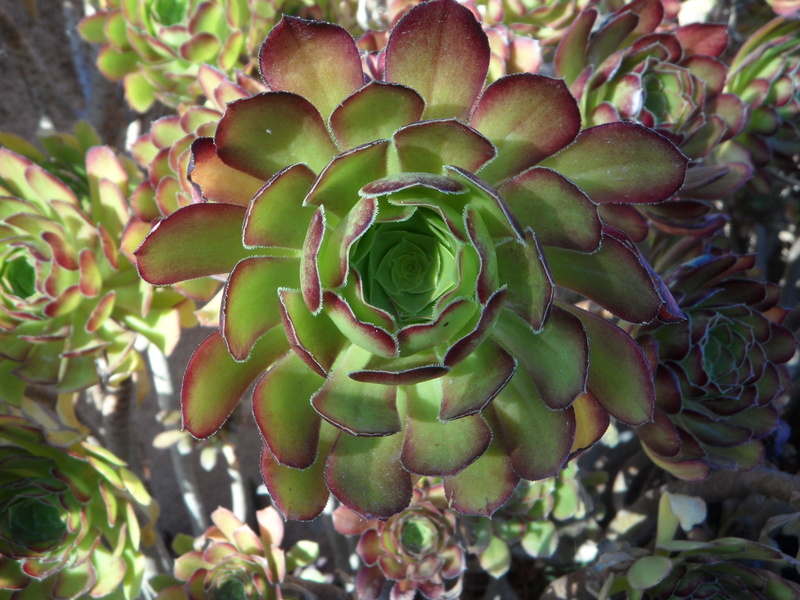 4K, houseleek, ornamental plant, succulent, sempervivum, cactus, leaf, plant part, rosette, day, thick sheet greenhouse, food and drink, botany, focus on foreground