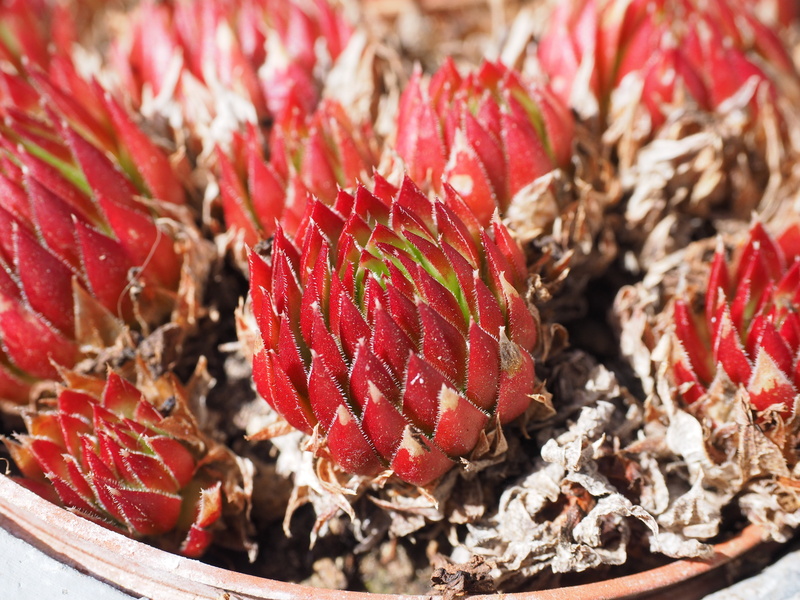 fruit, pointed, pointy red, close-up, wellbeing, crassulaceae, food and drink, houseleek, roof houseleek, selective focus, plant, red leaf, thick sheet greenhouse