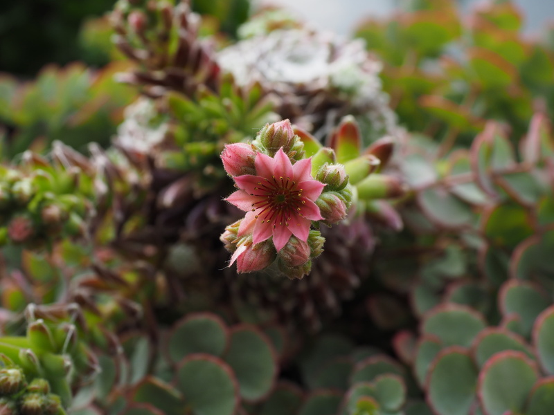 macro, incomplete, nature, plant, close-up, mountain houseleek, day, pink color, bud, flower, sempervivum montanum, sempervivum, bloom, 4K, pollen, blossom