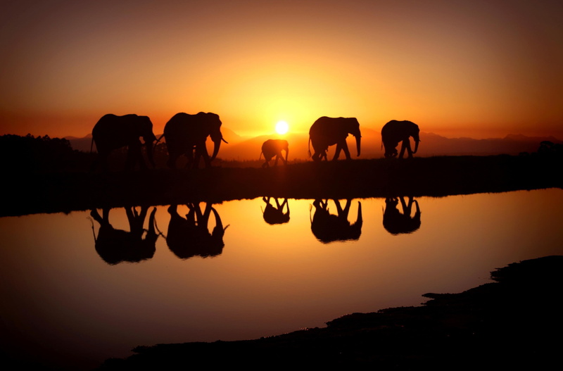 orange color, sunset, elephant 4k  download  for pc, mammal, silhouette, animal, animal themes, outdoors, reflection, tree, vertebrate, elephant, water