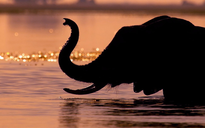 vacations, 720P, vertebrate, tropical Climate, silhouette, sea, safari Animals, trunk, sunset, sunlight, outdoors, bird, animal, no people, summer, animals in the wild