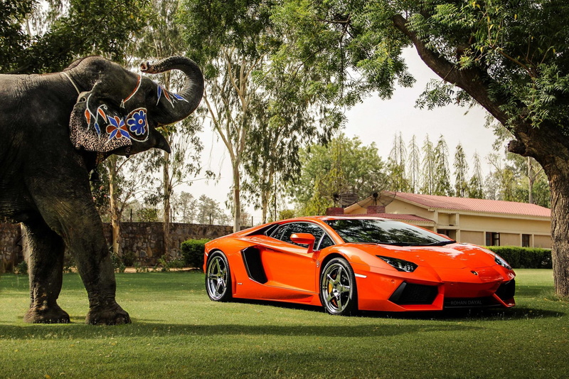 elephant, reflection, aventador, orange, view, front view, building, front, trees, lp700-4, lp, fencing, 1080P, lamborghini