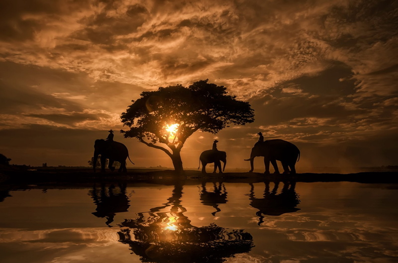 Elephant, Tree, 1080P, Sunset, Reflection, Silhouette, Photography, Sky