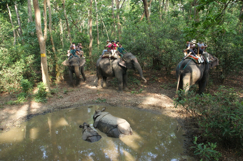 animals in the wild, tree, Rhino, elephant, elephants, reflection, growth, day, ride, animal themes, plant, trees, tourists, 4K, domestic animals, animal