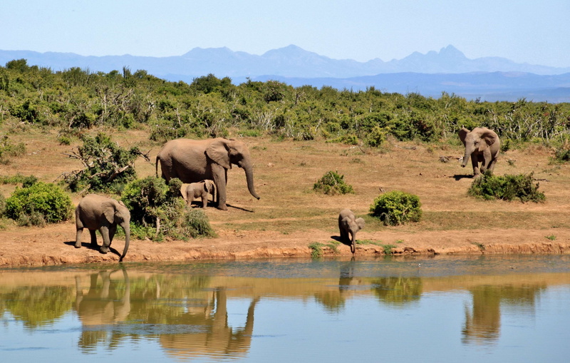 nature, mammals, wildlife, trees, safari, forest, animals, africa, reflection, lake, water, wild animals, 4K, elephants