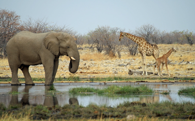 day, gray, giraffes, animals in the wild, Africa, clear sky, safari, herbivorous, animal wildlife, vertebrate, two, no people, elephant, sky, african elephant