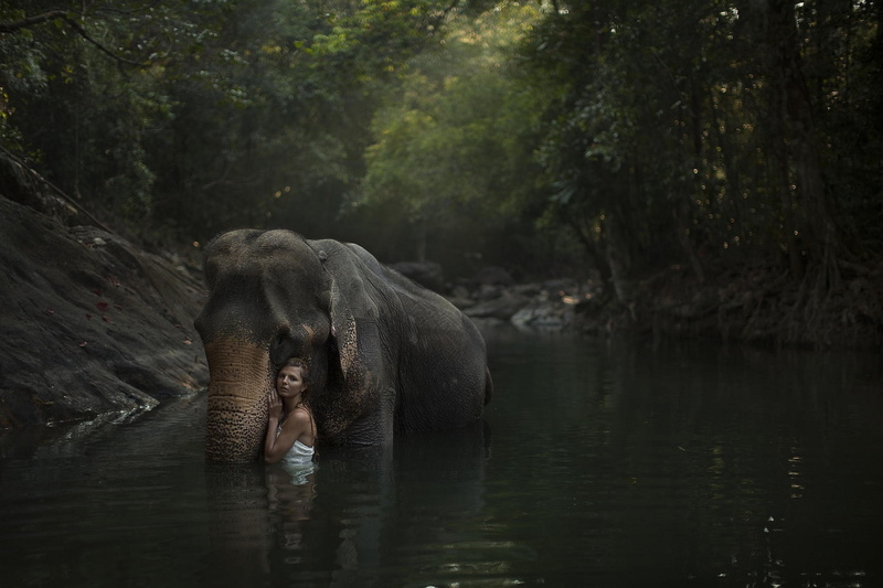 animal body part, animal wildlife, rainforest, tree, 1080P, reflection, elephants women jungles animals river, water, outdoors, forest, no people, nature