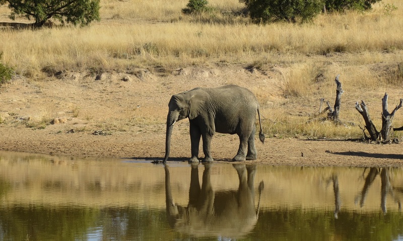 outdoor, nature, drinking, wilderness, reserve, no people, waterfront, vertebrate, travel, outdoors, game, day, wild, drink, reflection, 2K, one animal